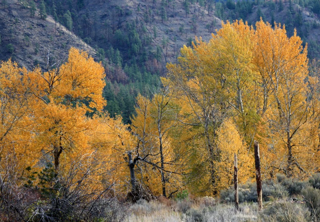 Black Cottonwood tree