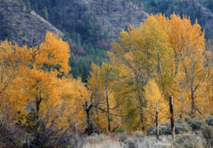 Black Cottonwood tree