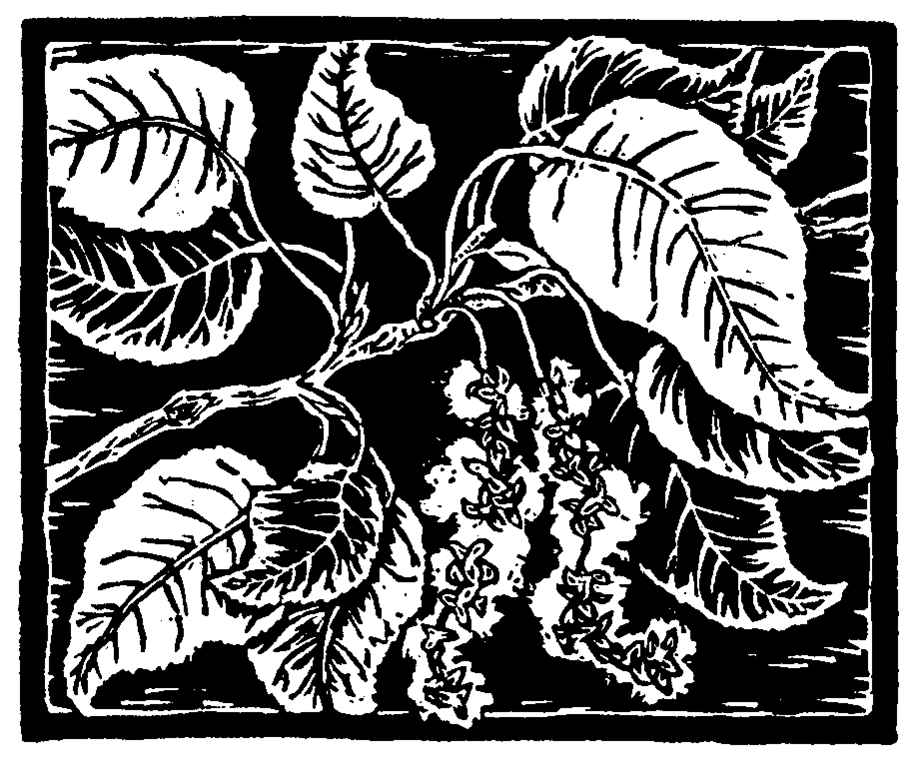 Leaves of Black Cottonwood