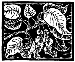Leaves of Black Cottonwood